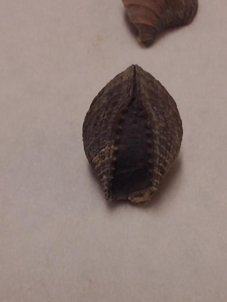 Mineral Wells/lake Jacksboro Trip Fossil Hunting Trips The Fossil Forum